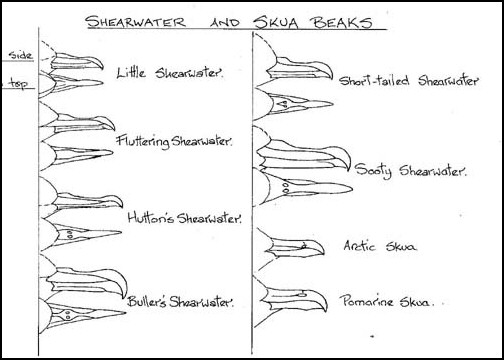 Shearwater,Skua beaks.jpg